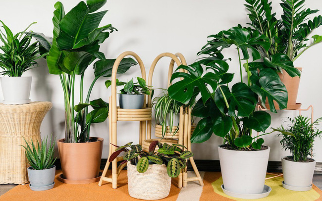 CÂY XANH TRONG NHÀ: 7 LOẠI CÂY "HÚT LỘC" VÀ NHỮNG GÓC ĐẶT SAI GÂY TÁN TÀI